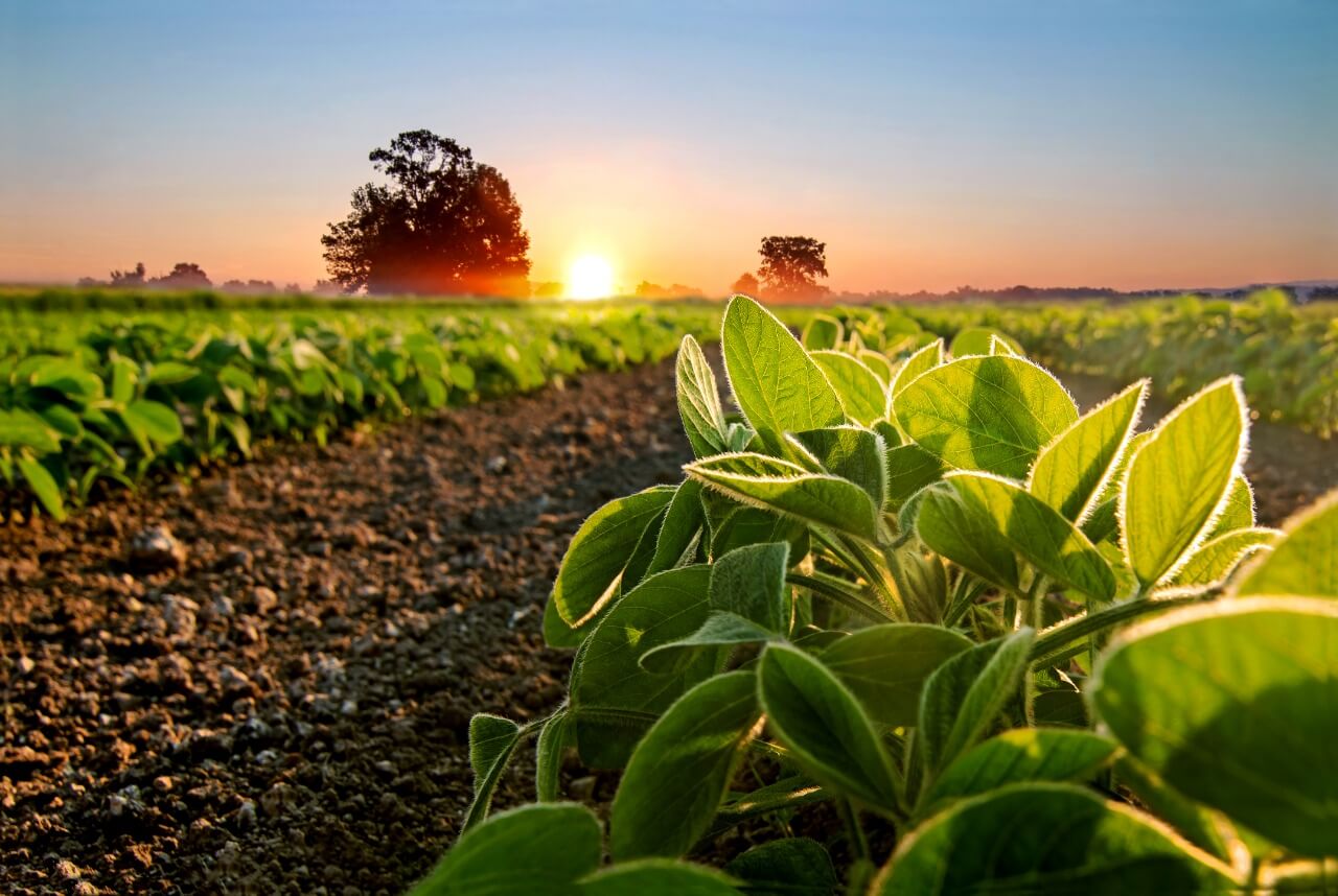 Exportações agrícolas batem recorde impulsionadas pela demanda internacional